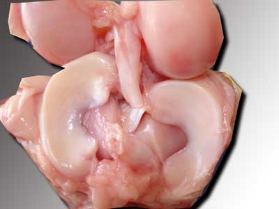 Traumatología - Guia Medica Traumatología - Guia Medica